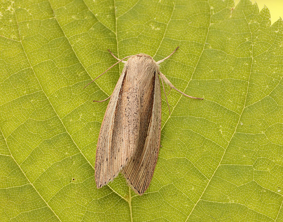 73.305 BF2209 Flame Wainscot Senta flammea