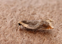49.214 BF1126 Ancylis badiana