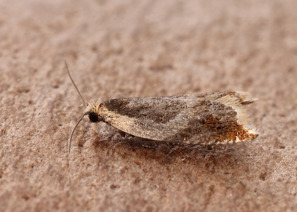 49.214 BF1126 Ancylis badiana