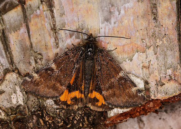 70.203 BF1661 Orange Underwing Archiearis parthenias