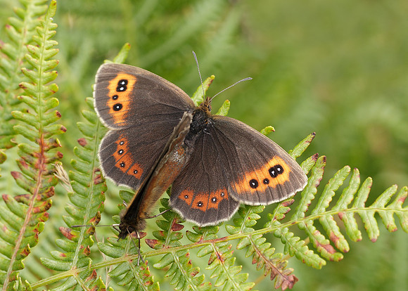 Scotch Argus Erebia aethiops