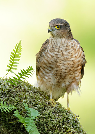 Sparrowhawk Accipiter nisus