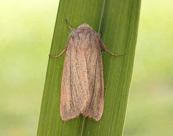 73.289 BF2196 Striped Wainscot Mythimna pudorina