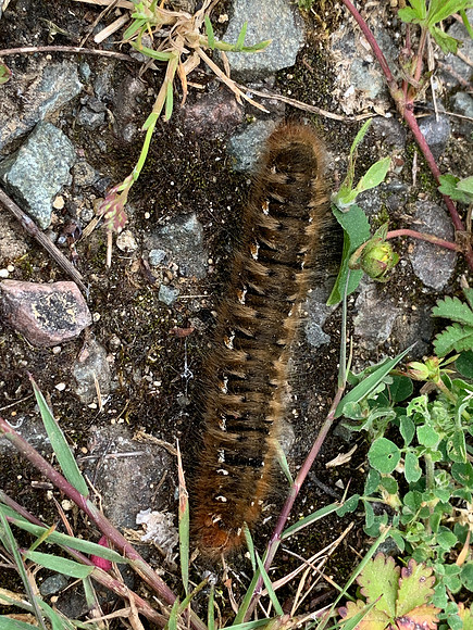 66.007 BF1637 Oak Eggar Lasiocampa quercus
