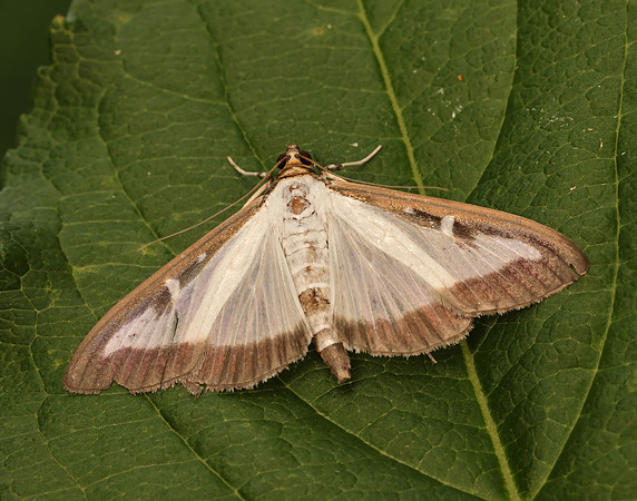 63.054 BF1409a Box-tree Moth Cydalima perspectalis