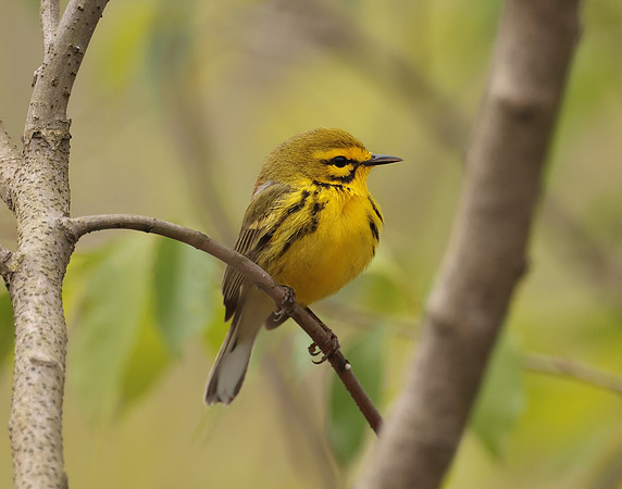 Prairie Warbler Setophaga discolor