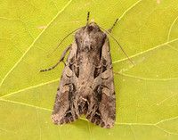 73.266 BF2159 Dog's Tooth Lacanobia suasa