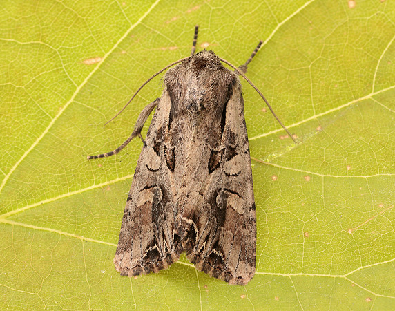 73.266 BF2159 Dog's Tooth Lacanobia suasa