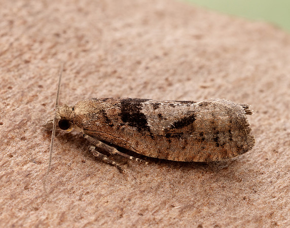 49.231 BF1155 Epinotia brunnichana