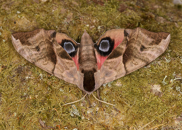 69.002 BF1980 Eyed Hawk-moth Smerinthus ocellata