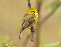 Prairie Warbler Setophaga discolor
