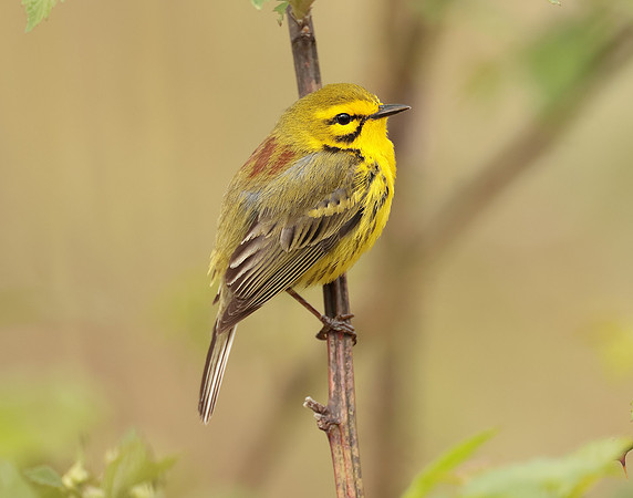 Prairie Warbler Setophaga discolor