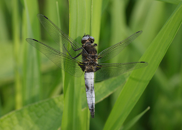 Scarce Chaser Libellula fulva