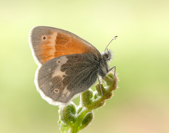Large Heath scotica Coenonympha tullia scotica