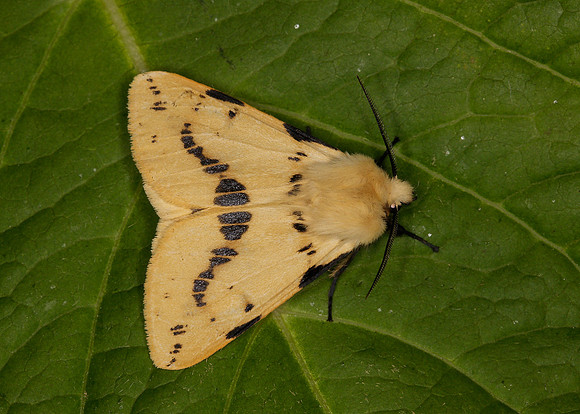 Buff Ermine Spilosema luteum