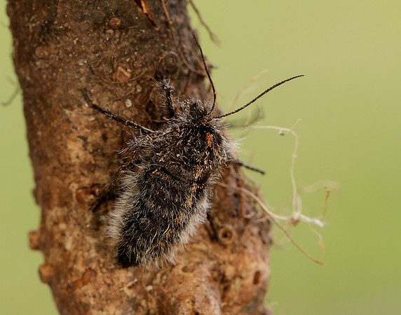 70.249 BF1929 Rannoch Brindled Beauty Lycia lapponaria