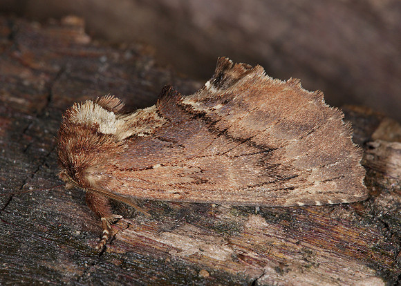 71.021 BF2008 Coxcomb Prominent Ptilodon capucina