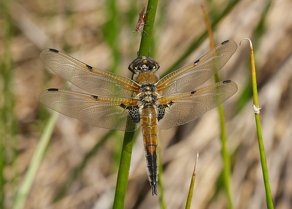 Four-spotted Chaser Libellula quadrimaculata