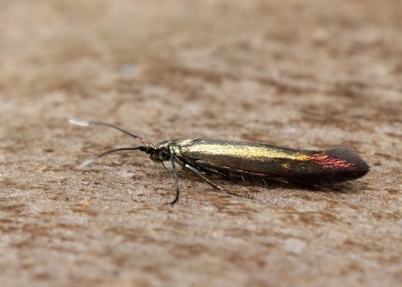 37.033 BF516 Large Clover Case-bearer Coleophora trifolii