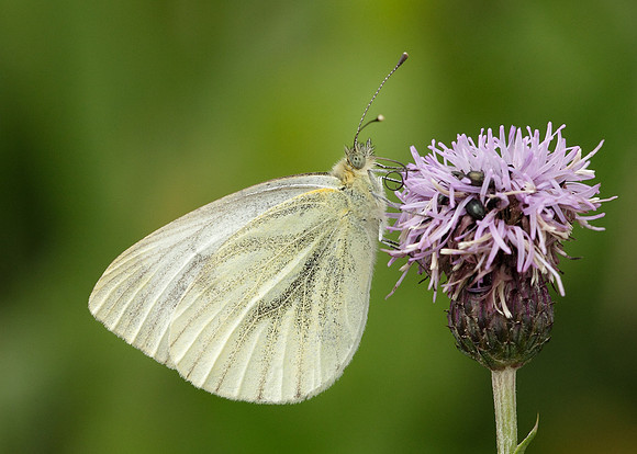 Green-veined White Pieris napi