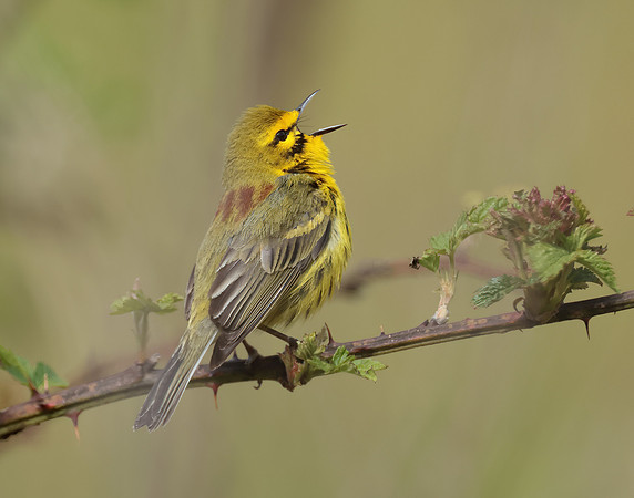 Prairie Warbler Setophaga discolor