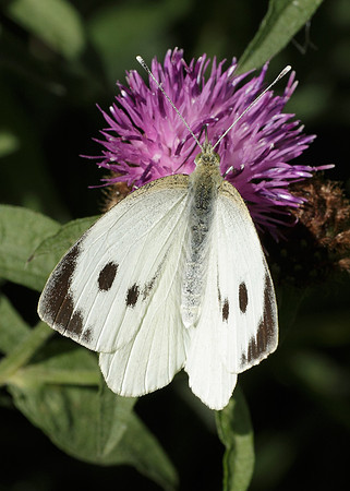 Large White Pieris brassicae
