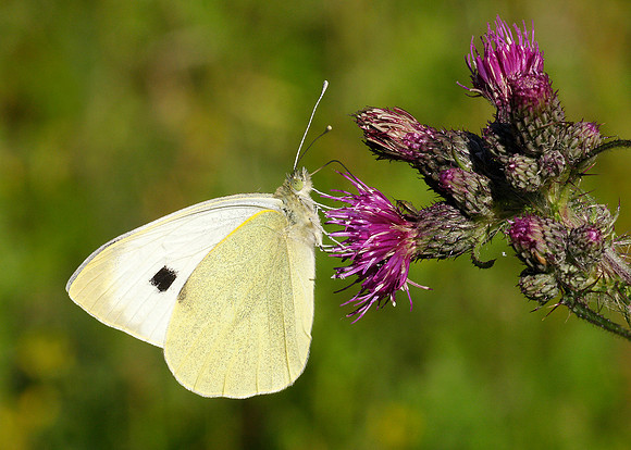 Large White Pieris brassicae