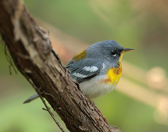 Northern Parula