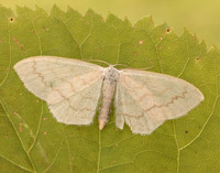 70.027 BF1693 Cream Wave Scopula floslactata