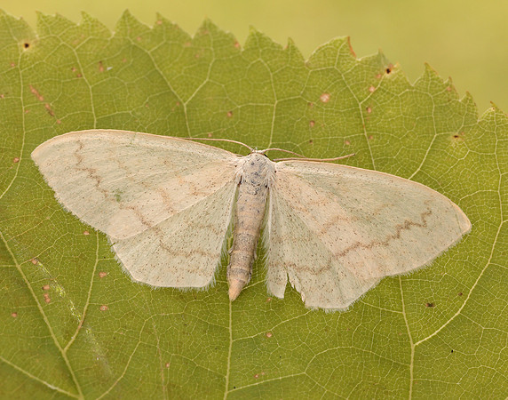 70.027 BF1693 Cream Wave Scopula floslactata