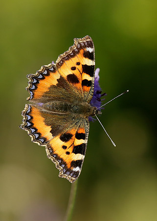 Small Tortoiseshell Aglais urticae