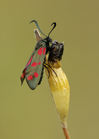 54.008 BF0169 Six-Spot Burnet Zygaena filipendulae