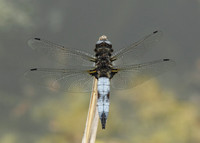 Scarce Chaser Libellula fulva