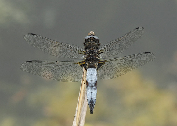 Scarce Chaser Libellula fulva