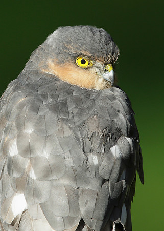 Sparrowhawk Accipiter nisus
