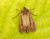 73.136 BF2369 Bulrush Wainscot Nonagria typhae