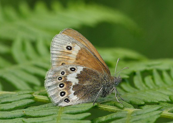 Large Heath Coenonympha tullia davus