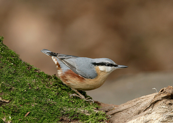 Nuthatch Sitta europaea