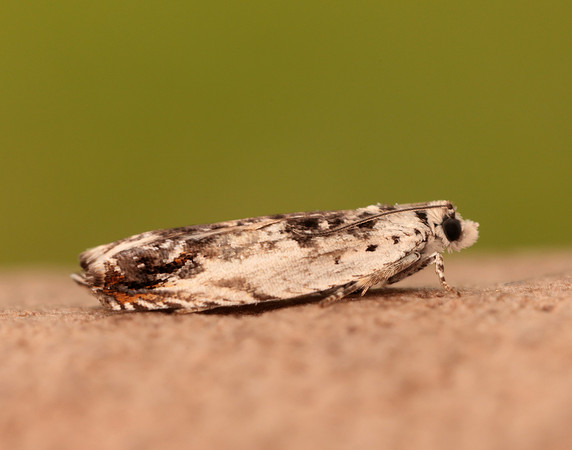 49.203 BF1123 Ancylis laetana