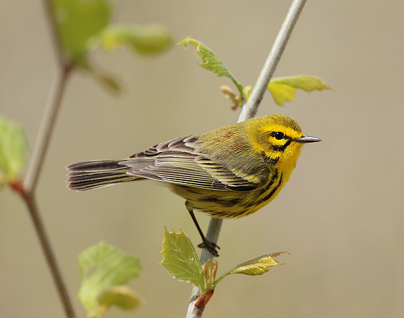 Prairie Warbler Setophaga discolor