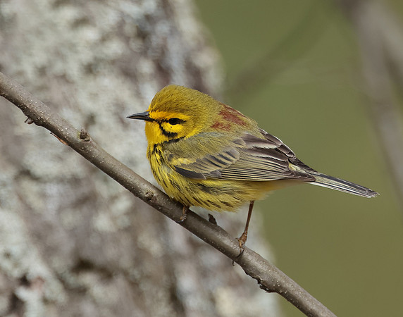 Prairie Warbler Setophaga discolor