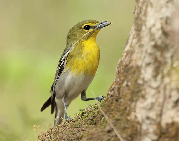 Yellow-throated Vireo Vireo flavifrons