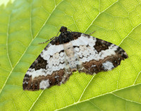70.128 BF1784 Pretty Chalk Carpet Melanthia procellata