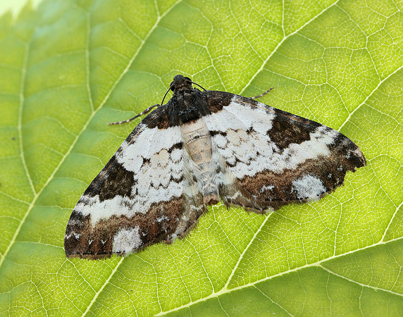 70.128 BF1784 Pretty Chalk Carpet Melanthia procellata