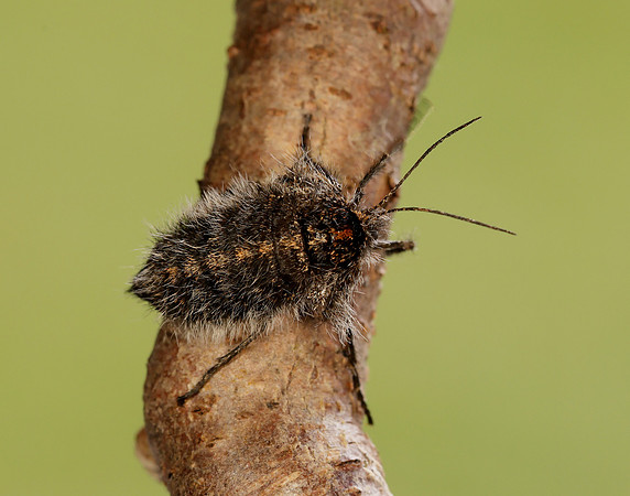 70.249 BF1929 Rannoch Brindled Beauty Lycia lapponaria