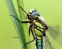 Hairy Dragonfly Brachytron pratense
