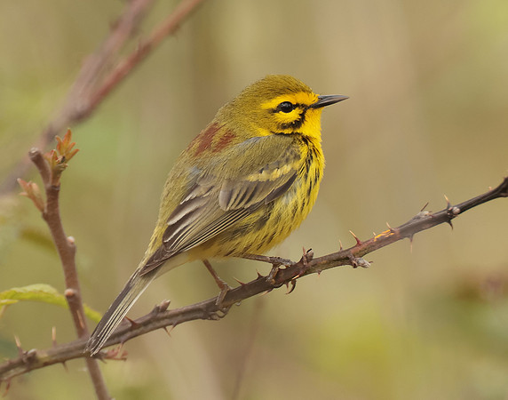 Prairie Warbler Setophaga discolor