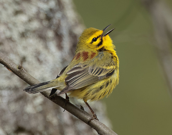 Prairie Warbler Setophaga discolor