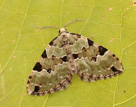 70.100 BF1776 Green Carpet Colostygia pectinataria