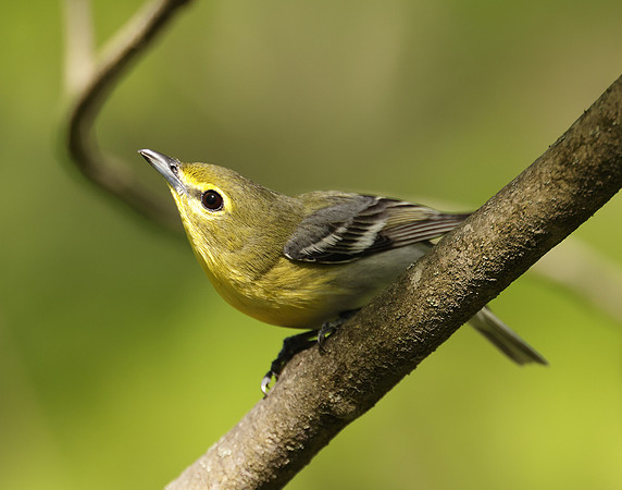 Yellow-throated Vireo Vireo flavifrons